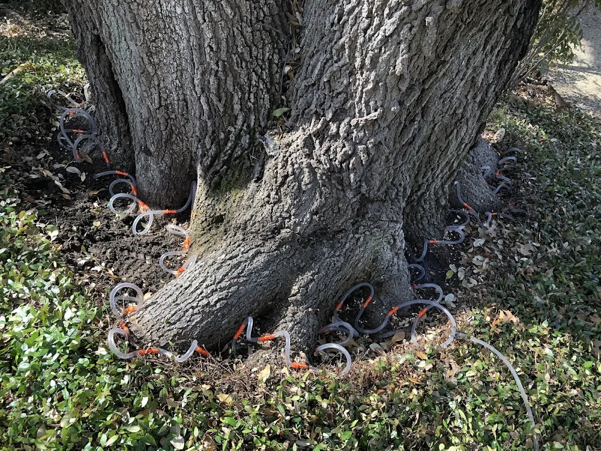 Detailed Tree Cabling and Bracing job site in Palm Springs