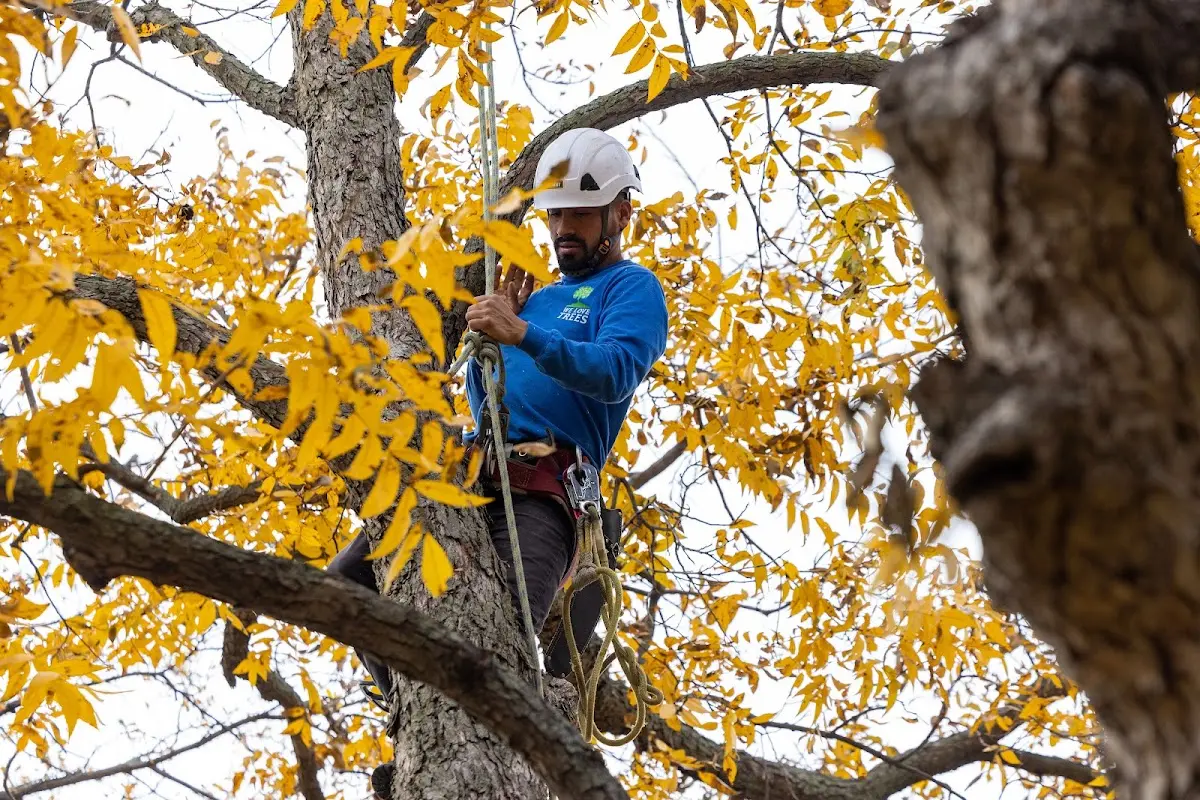 Skilled Tree Pruning crew working in Palm Springs