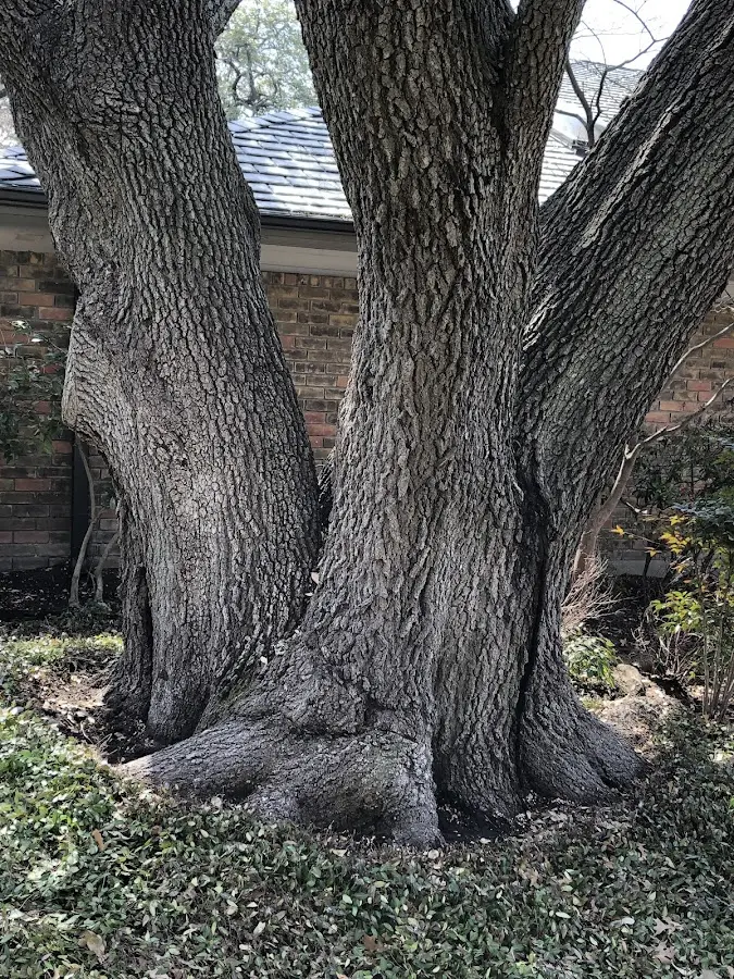 Mature heritage tree close to a Palm Springs property cared for by certified arborists